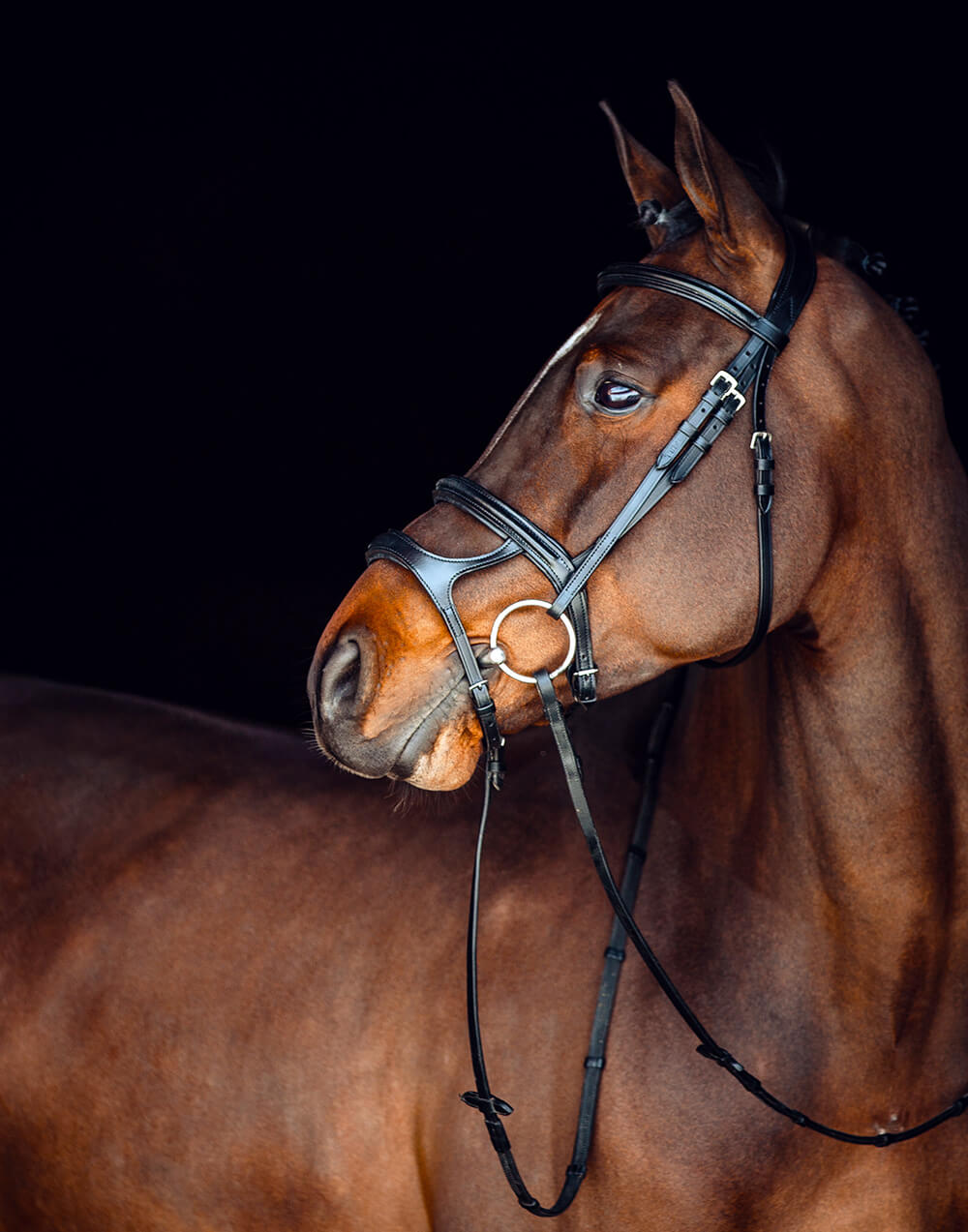 Ergonomical designed leather horse riding bridle with soft padding and silver buckles