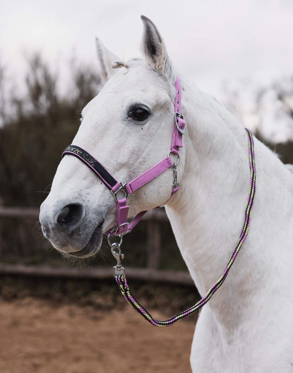 Graffiti Pony halter set